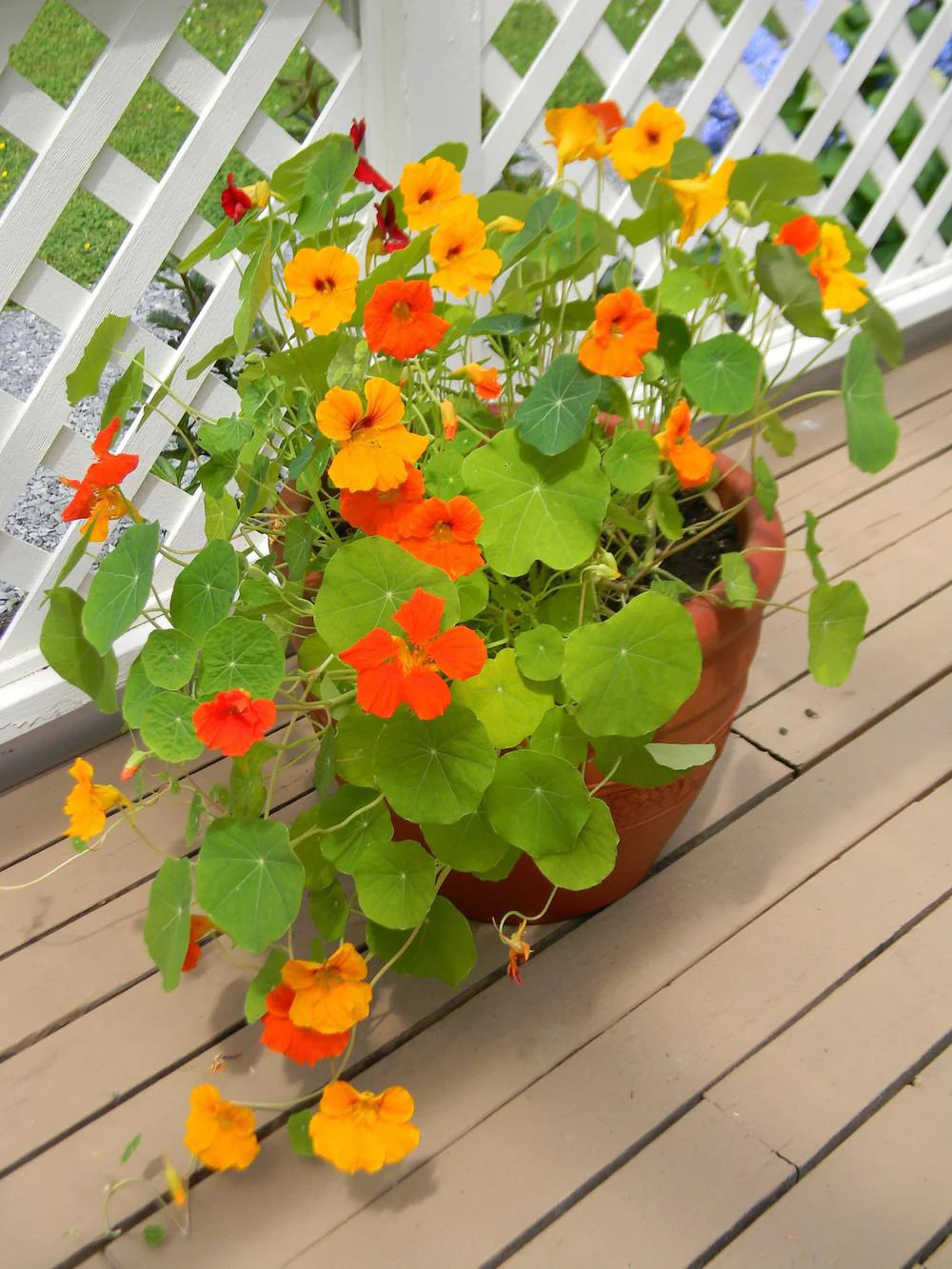 Dwarf Jewel Mix Nasturtium Seeds | USA Garden Flower Orange Yellow Seed for 2024