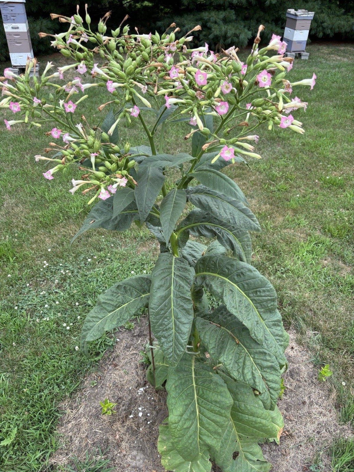 Louisiana Perique Tobacco Seeds ~5K Non-GMO Free Ship No Track ~2 Weeks Arr Read