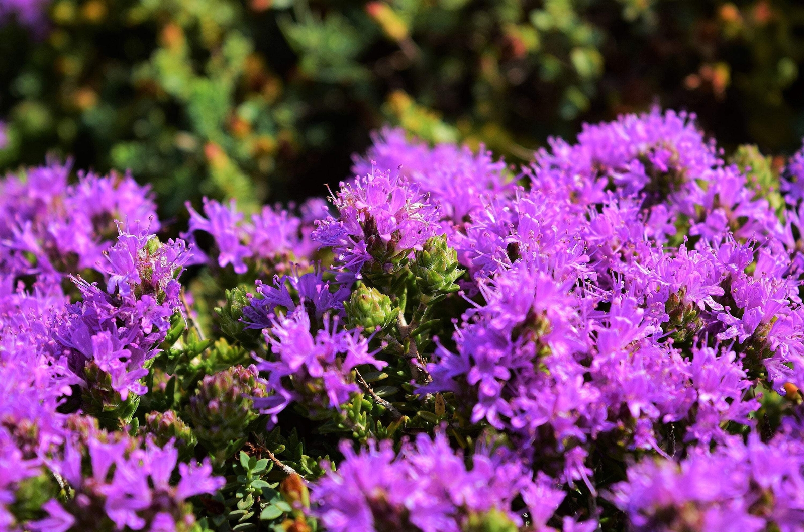 40 CONEHEAD THYME Thymus Capitatus Thymbra Mediterranean Herb Flower Seeds