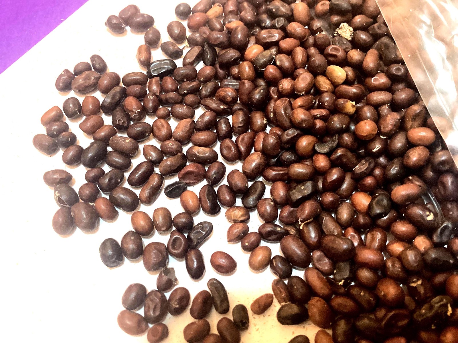 Siberian Pea Tree Seeds Caragana Arborescens Shrub Seed Packet Grow Guide
