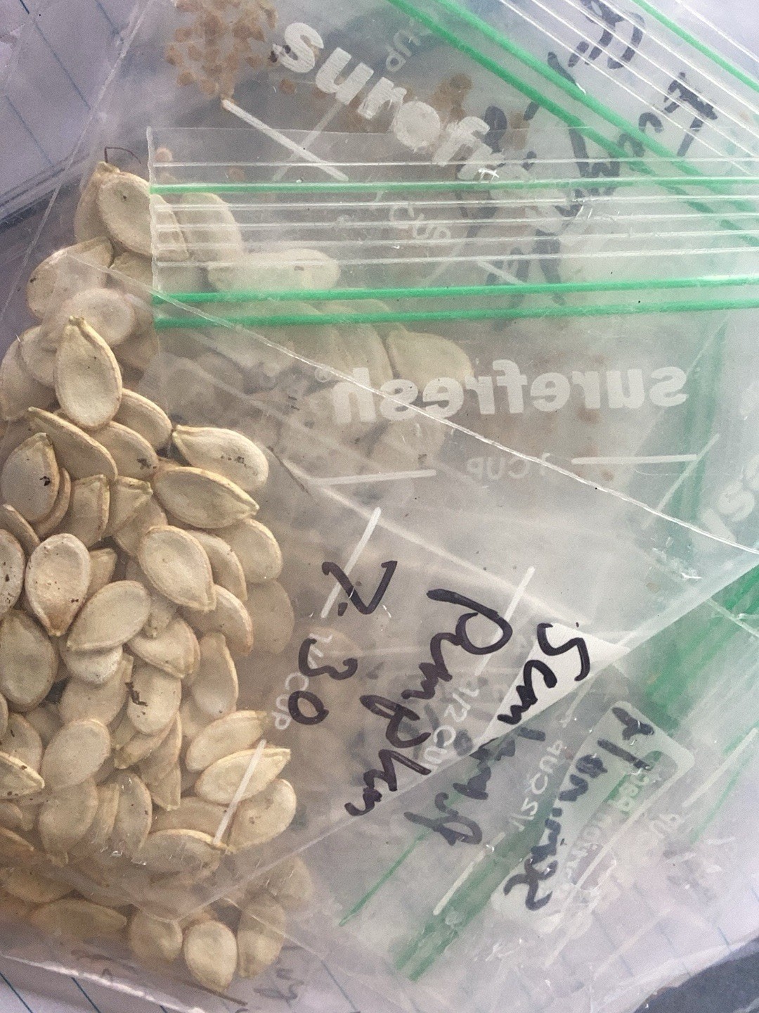 25+ SEMINOLE PUMPKIN seeds, ORGANIC, HEIRLOOM, USA seller, free shipping