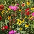Southeast Wildflower Seed Mix (1 Lb) 450,000 Seeds Non GMO Bulk 25 Species