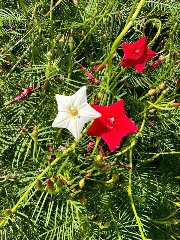 Organic Cypress Vine Flower Seeds – Annual Variety