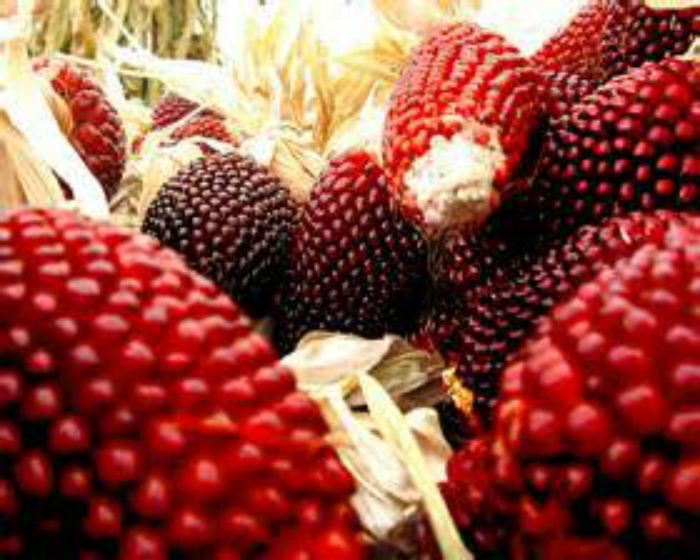 50 Heirloom Strawberry Popcorn Seeds EDIBLE & DELICIOUS ORGANIC SEED! COMB. S/H!