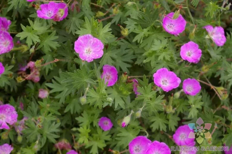 25+ Sanguineum (Bloody Cranesbill) Geranium Seeds for Garden – FREE SHIPPING!
