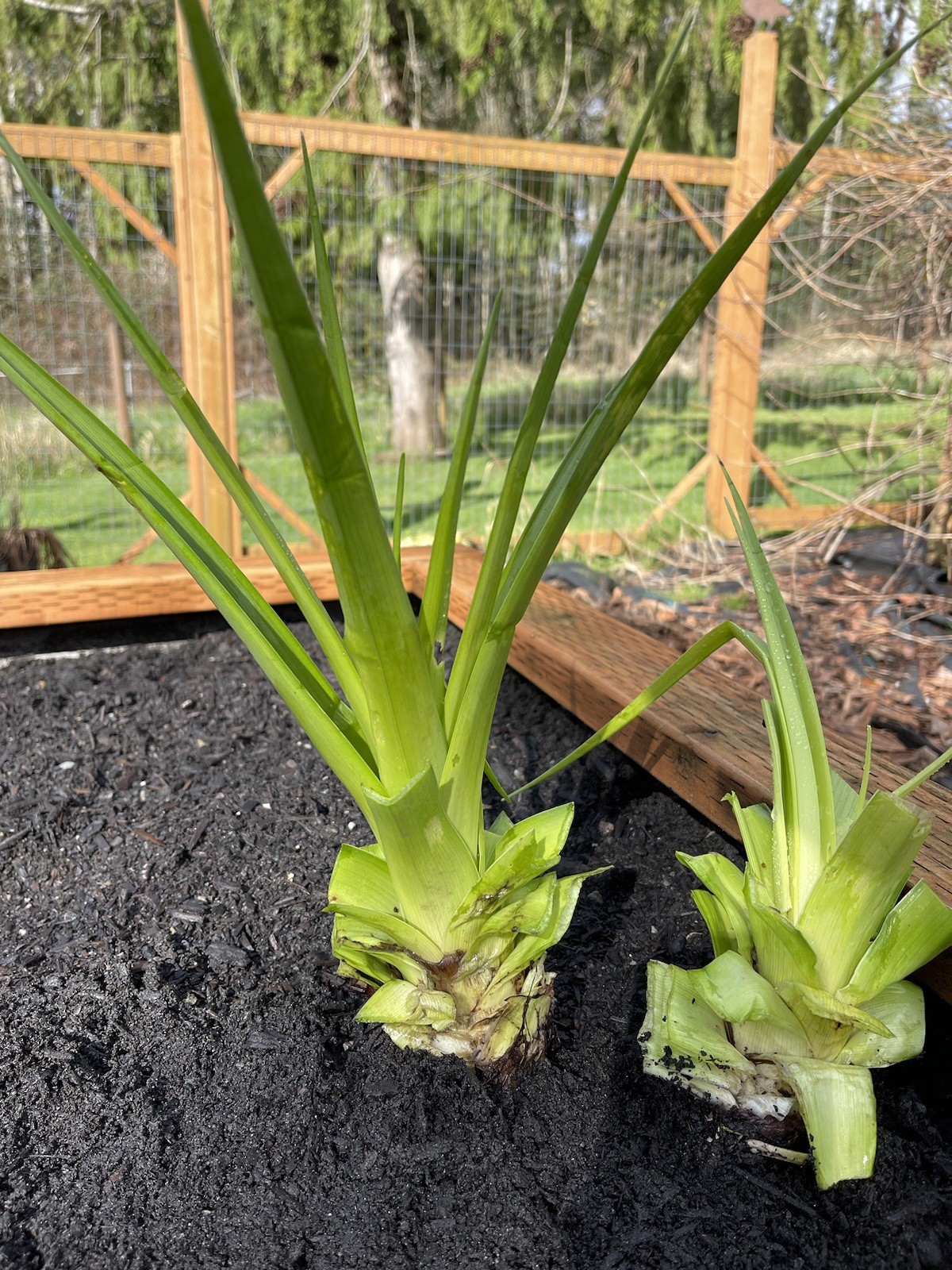 Torch lily, Red Hot Poker. Bare Root. Perennial