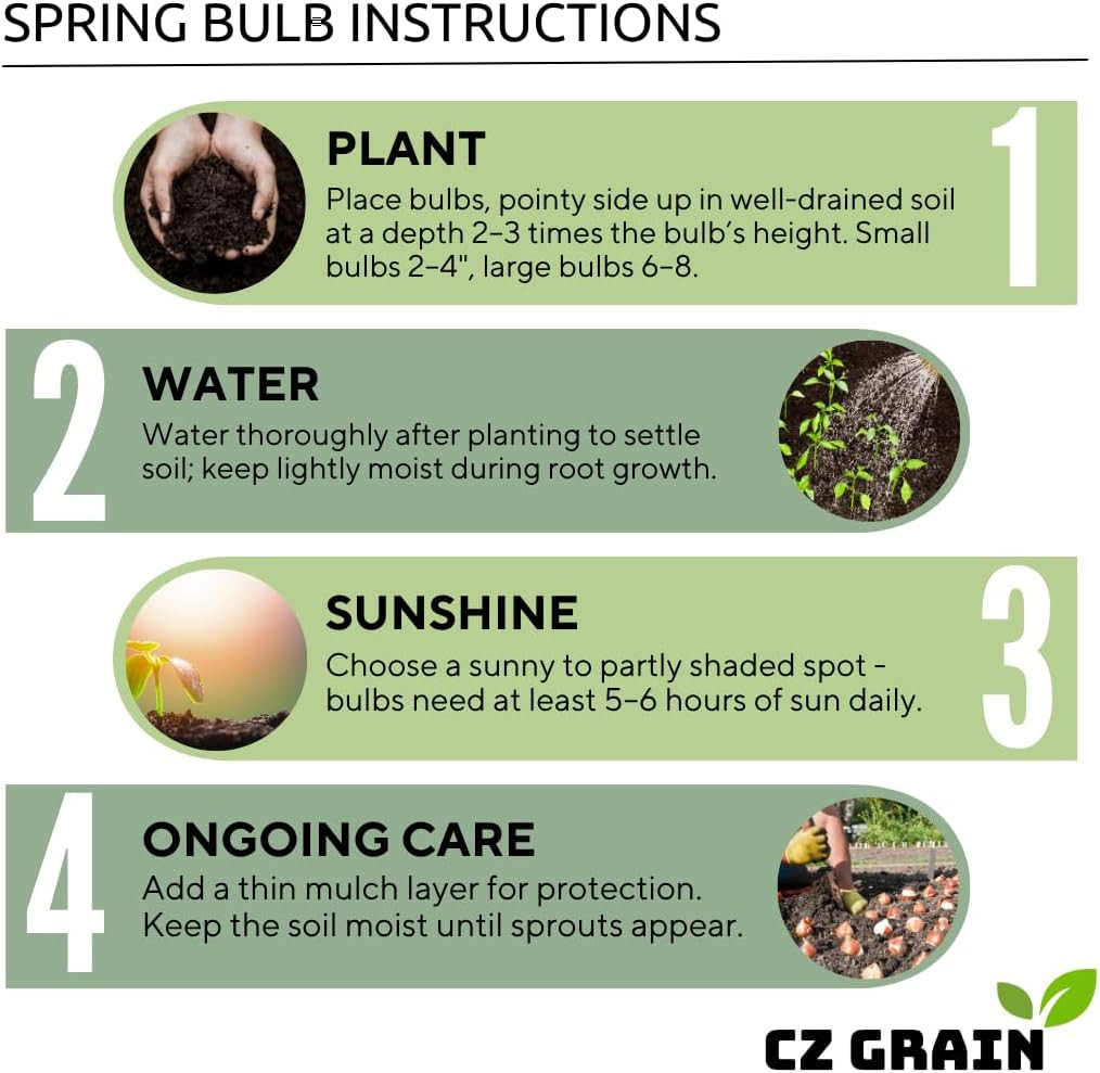 Iron Cross Shamrock Bulbs for Planting – Fast Growing Year round Color Indoors o