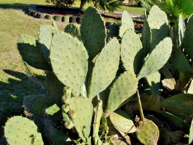 25 CAROLINA PRICKLY PEAR CACTUS SEEDS – Opuntia tunoidea