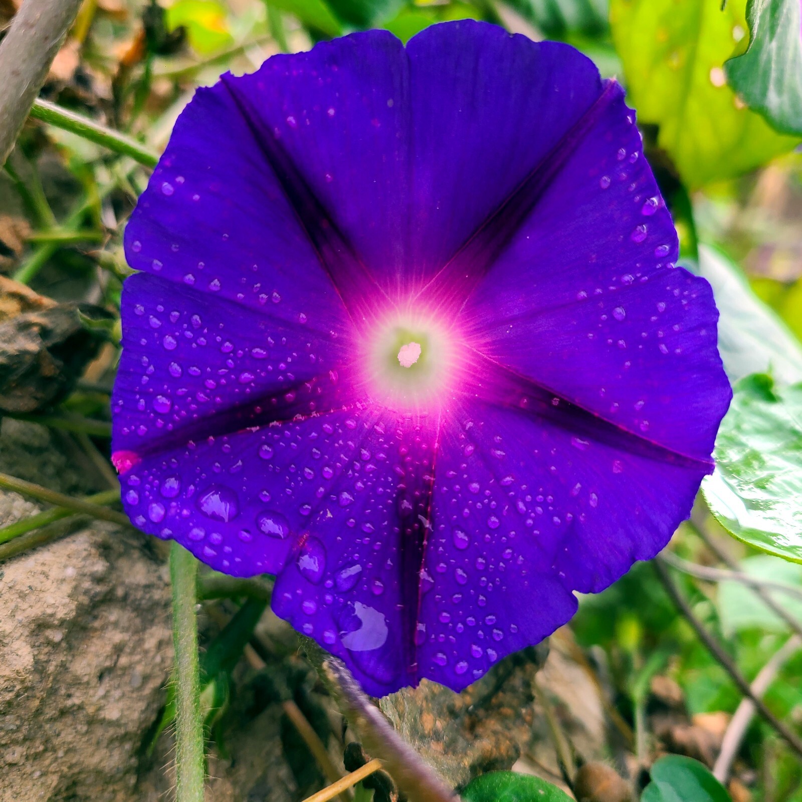 20 PURPLE MORNING GLORY FLOWER VINE SEEDS (Ipomoea purpurea) Hardy Climber Plant