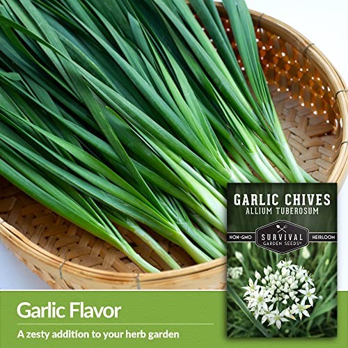 Packs Garlic Chives Seed for Planting – Packet with Instructions to Grow 3