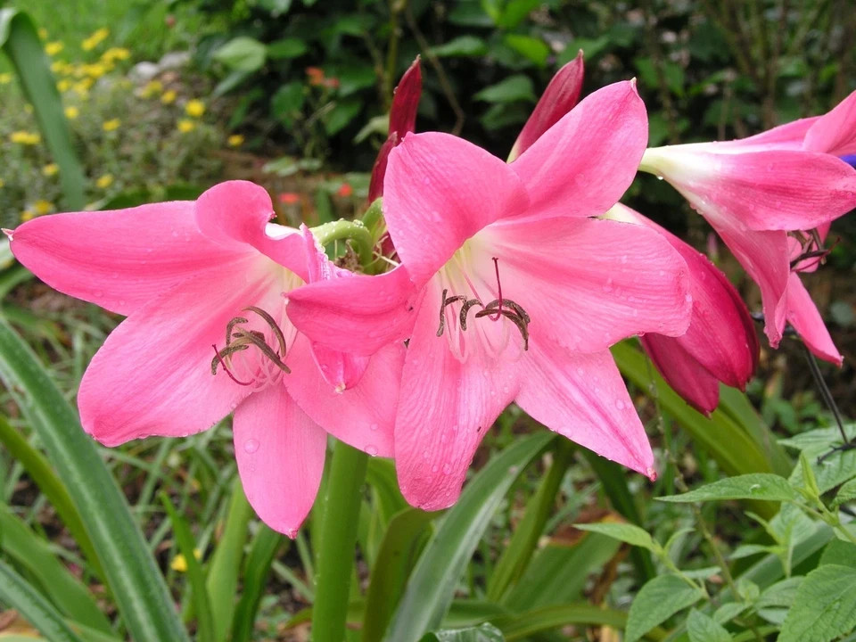 Crinum Lily Ellen Bonsanquet Nice Healthy Medium 2 Blooming size Bulbs