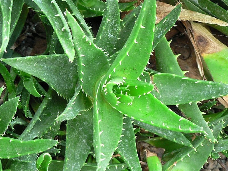 Complete mix of one of 9 Succulents (totally random) 5 Seeds Free Shipping!