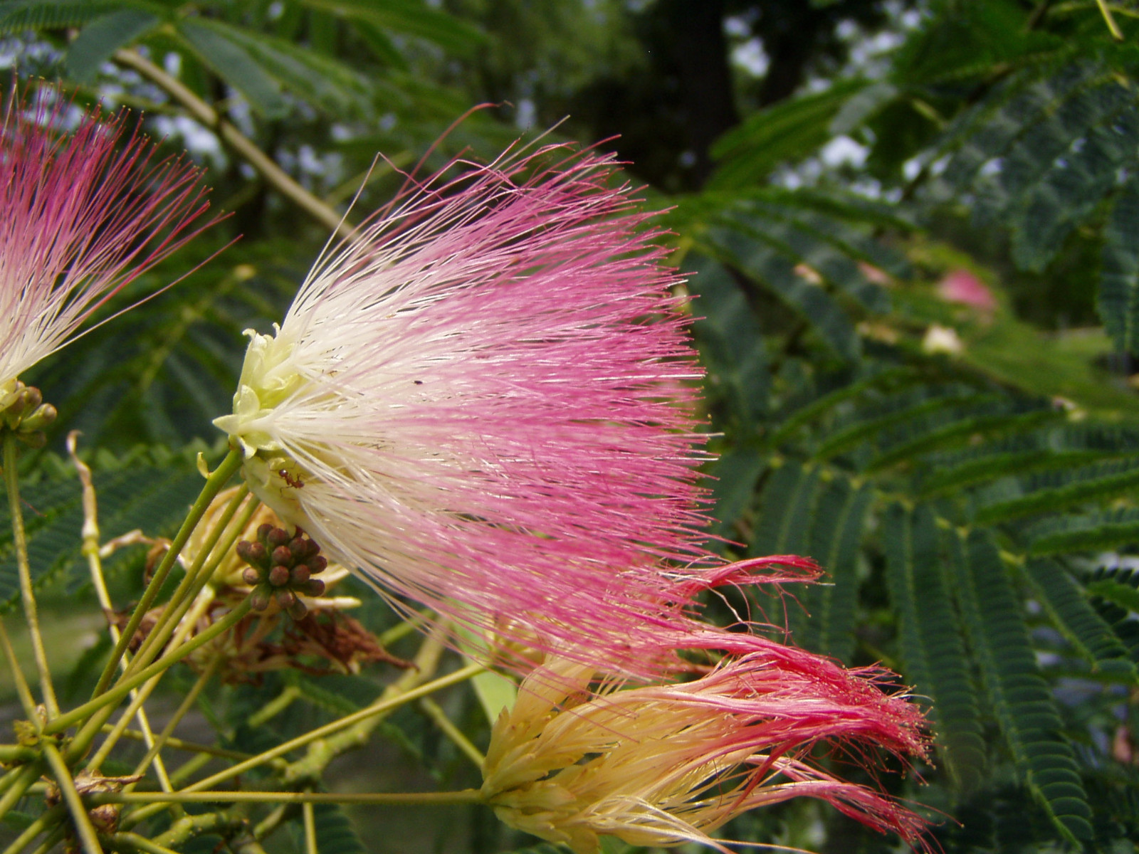 Albizzia julibrissin Mimosa Pink tree 10 seeds