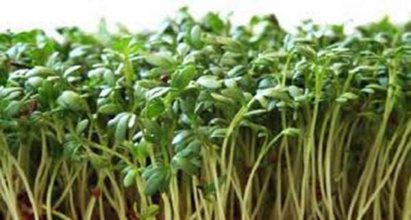 CURLED CRESS SEED, SPROUTS, HEIRLOOM SEEDS, BROADLEAF, MICRO GREENS