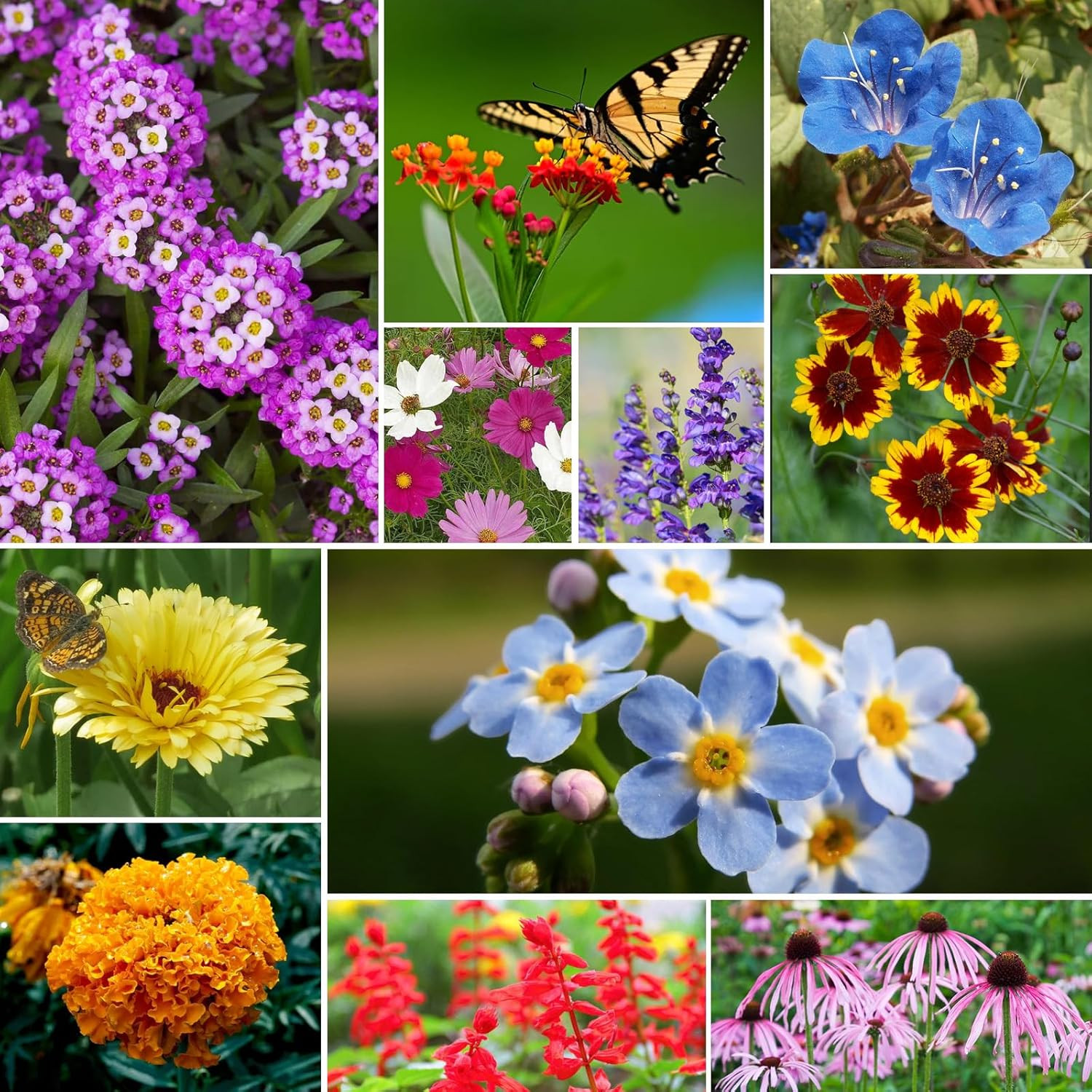Wildflower Seeds Bulk, 4 Ounce, 100,000+ Seeds, 26 Varieties Annual & Perennial