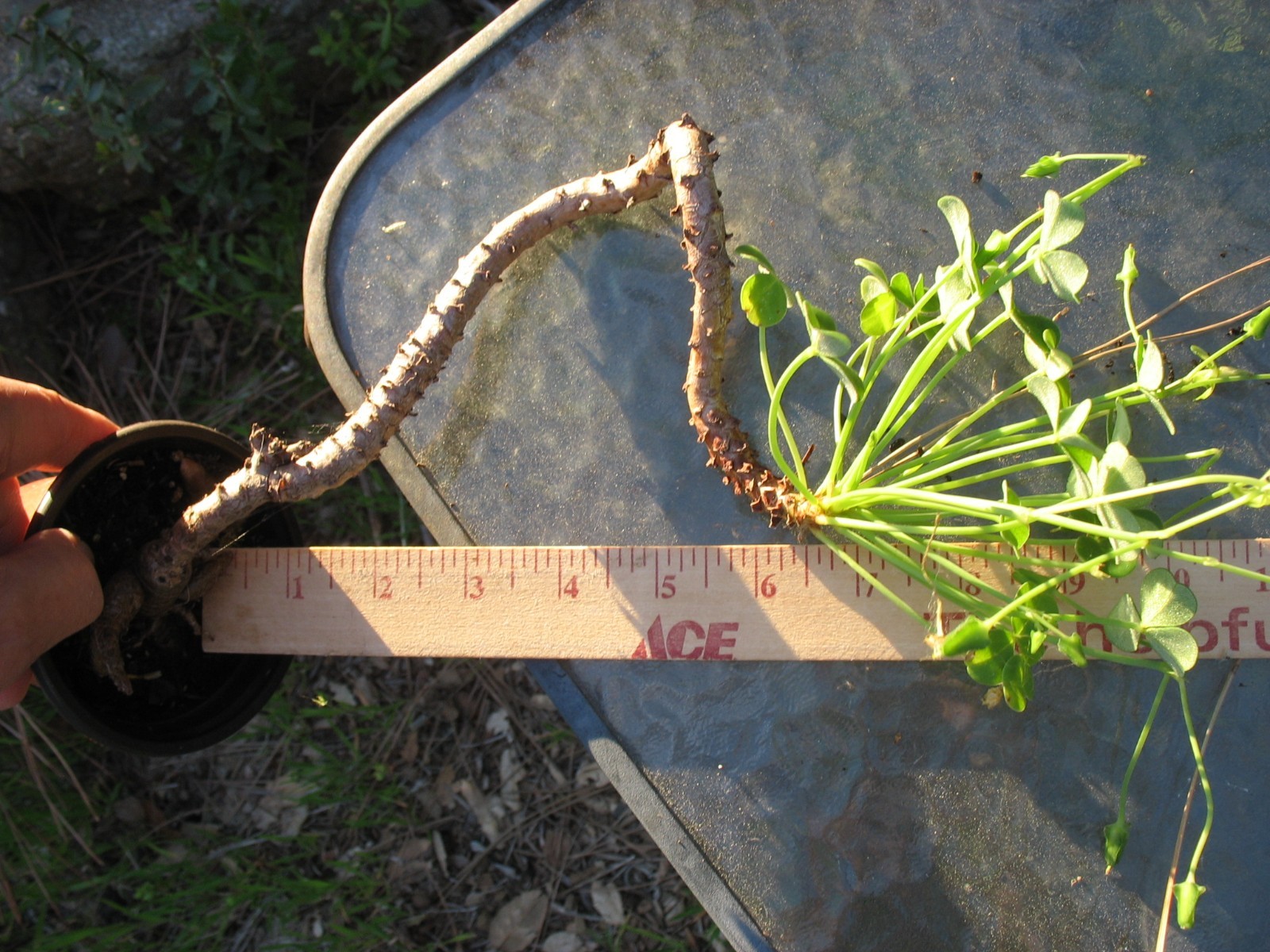 Bonsai Sorrel ~ Oxalis carnosa Caudex Caudiciform megalorrhiza 3.5″ pot #1