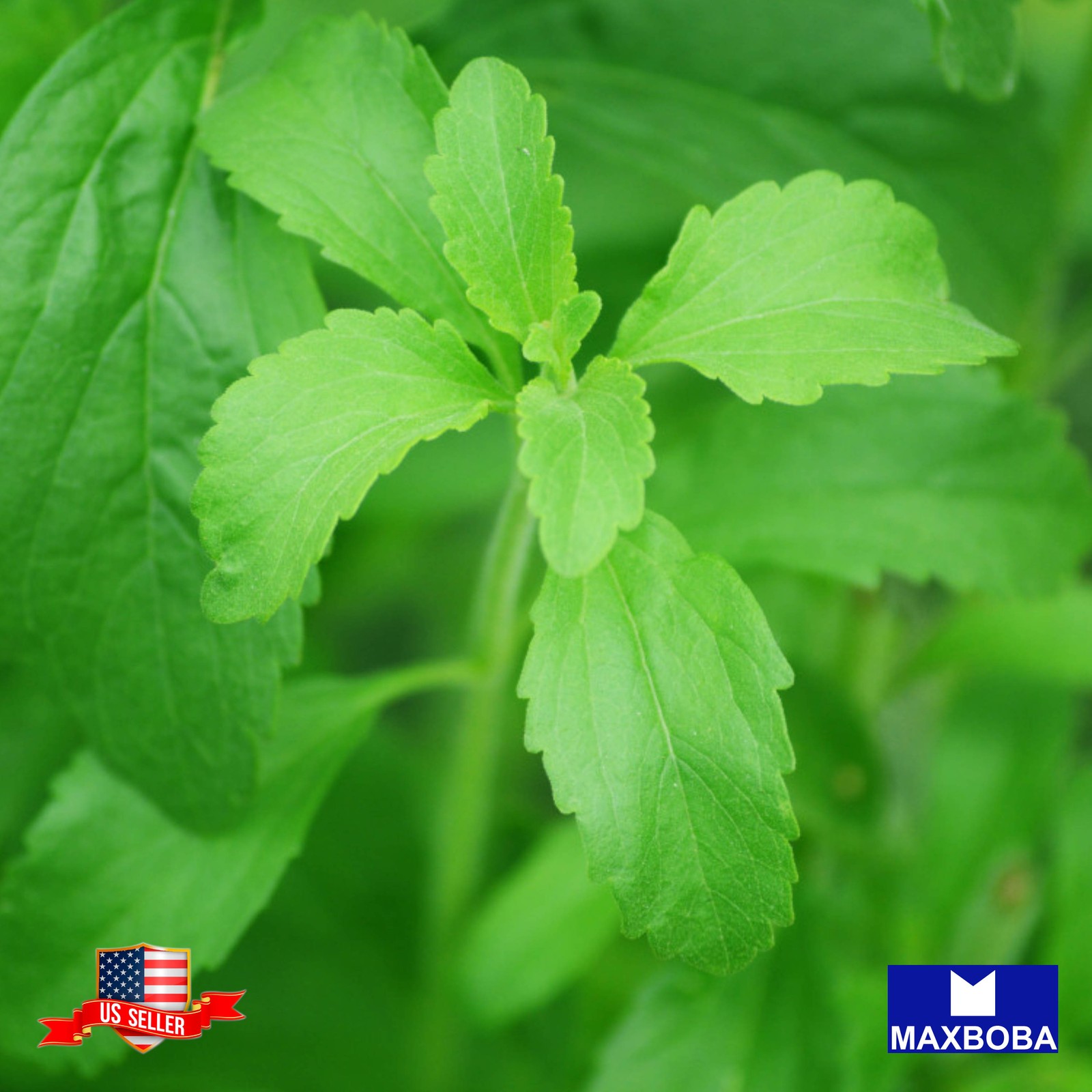 Parsley 500 Seeds Forest Green Non-GMO Heirloom BTGO 75% OFF