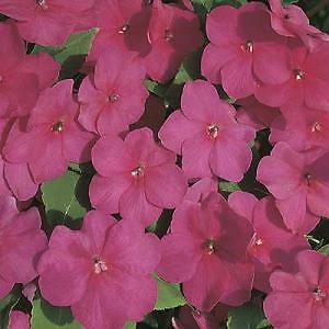 Impatiens Accent Carmine 500 seeds
