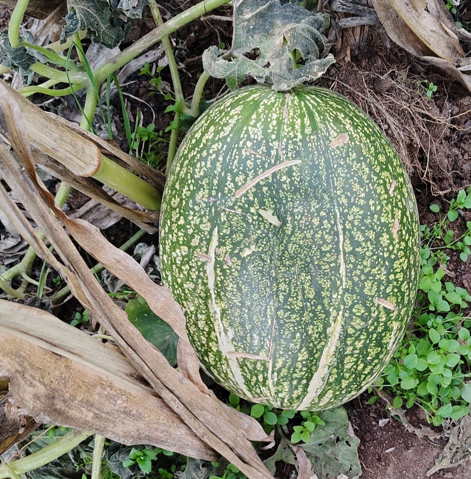 Organic Mexican Figleaf Gourd 20 Seeds- Chilacayote Mexicano, 20 Semillas