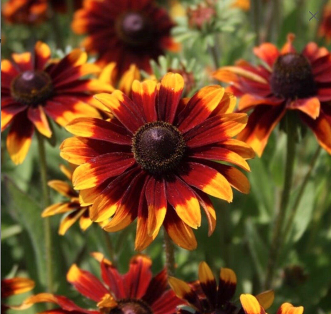 Organic Rudbeckia Hirta SEEDS~Gloriosa Daisy BlackEyed Susan~Color Variation Mix