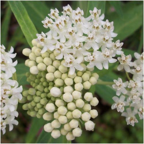 25 Ice Ballet White Swamp Milkweed Seed, Asclepias Incarnat-FOOD FOR MONARCH’S