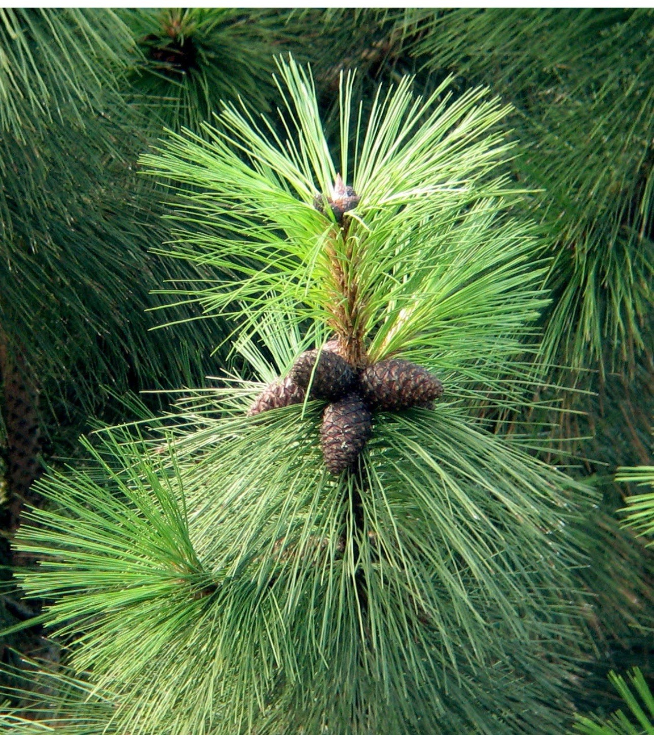 50 Ponderosa Pine, Pinus ponderosa, Tree Seeds Hardy Evergreen Feed Horses Hay