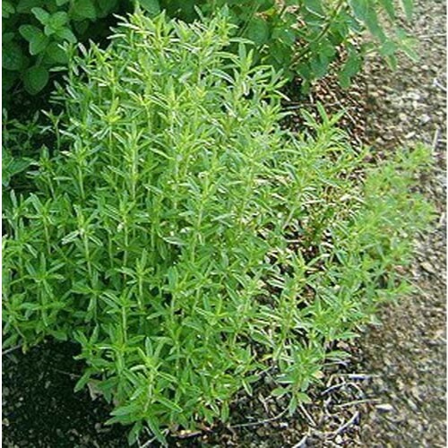 Savory Great Garden Herb By Seed Kingdom 2,100 Seeds