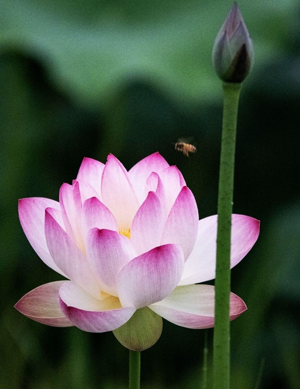 Mixed Color Bowl Lotus Seeds – 30 PCS Non-GMO Seeds for Summer to Fall Blooms