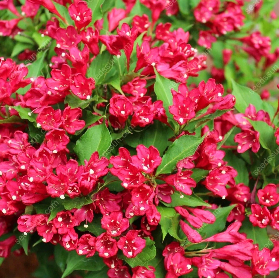 300 Red Weigela Seeds, Reblooming Shrub Rare Variety Old Fashioned Weigela Fresh