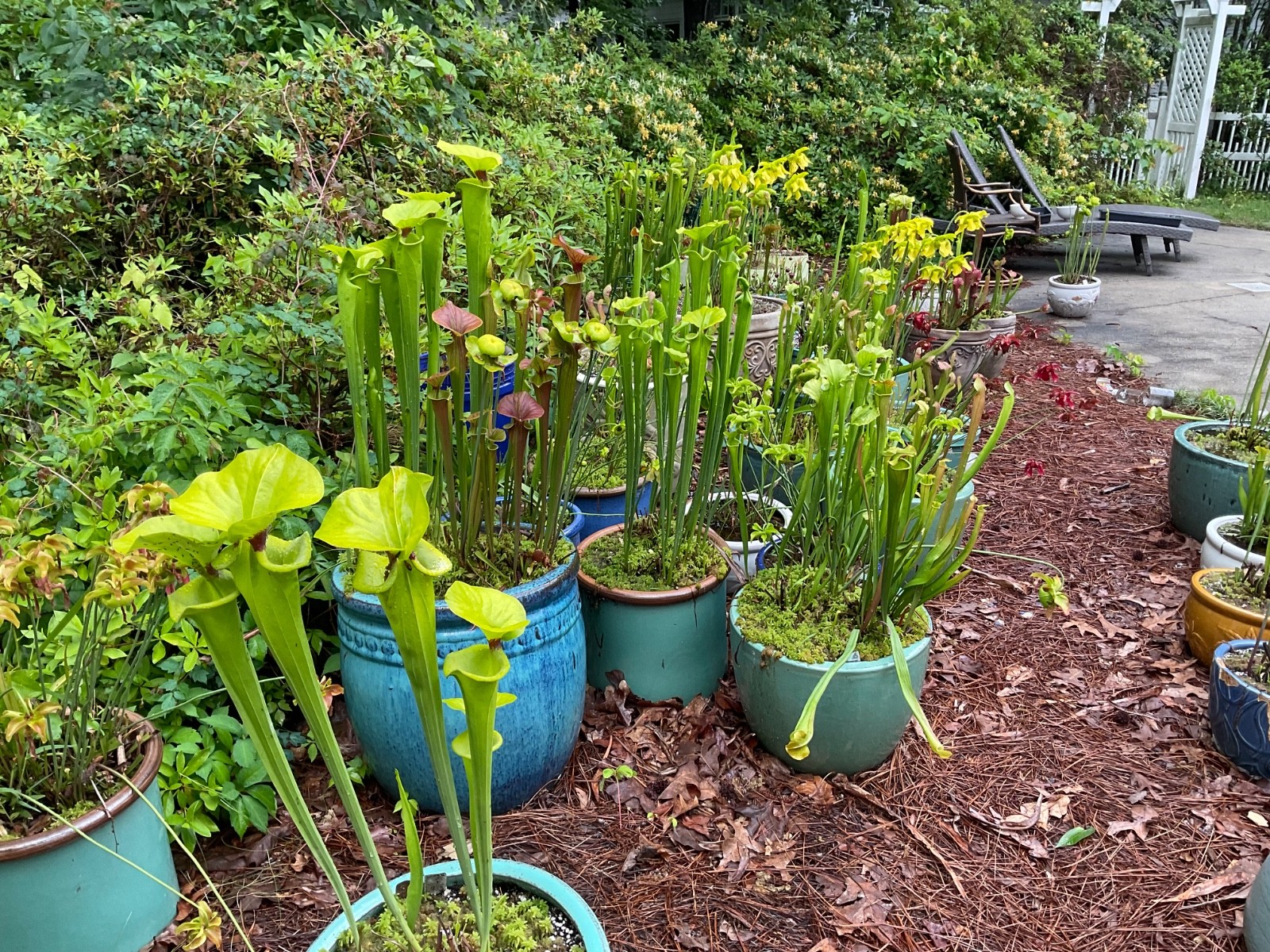 Sarracenia Pitcher Plant Seeds-100+ Maxsea Plant Food