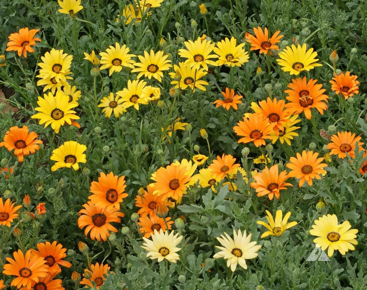 African Daisy Seeds, Glandular Cape Marigold, Bees and Butterflies, FREE SHIP