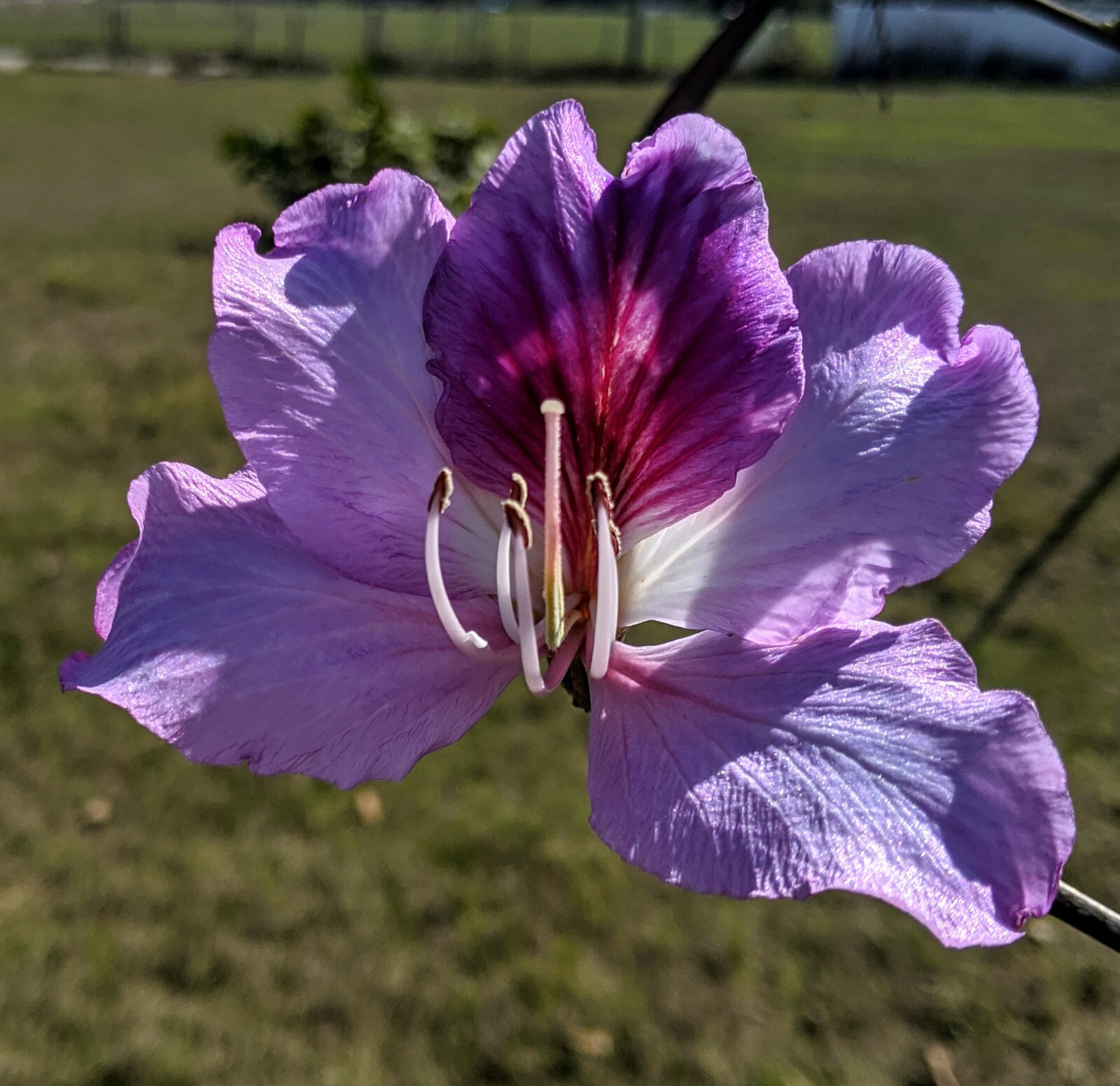 5 Hong Kong Orchid Tree Seeds Grown in FL (Bauhinia purpurea)