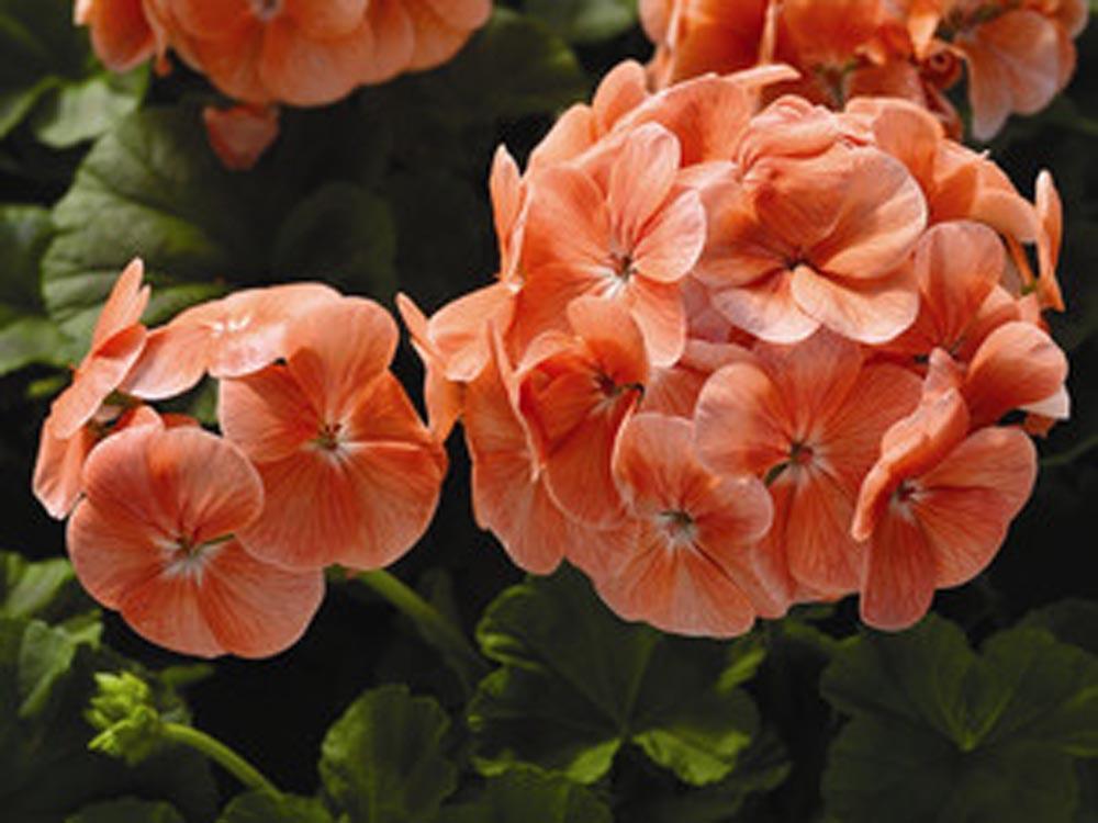 Geranium Seeds Saturn Salmon 15 seeds