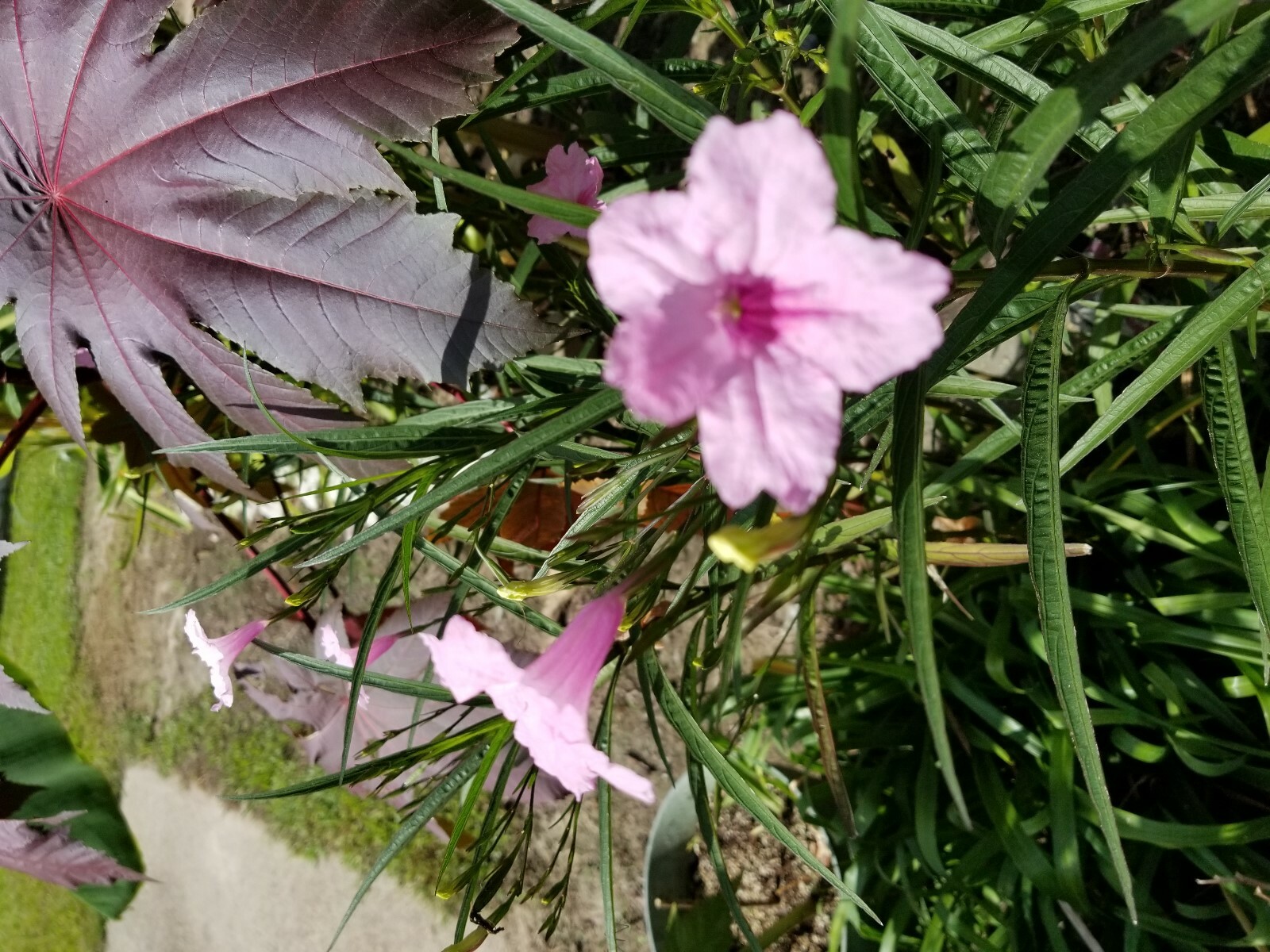 15 – Pink mexican patunia seeds (LARGE PLANT)