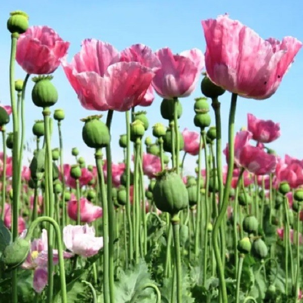 Bulk 10,000 Imported Turkish Papever Somniferum Organic Poppy Seeds For Planting