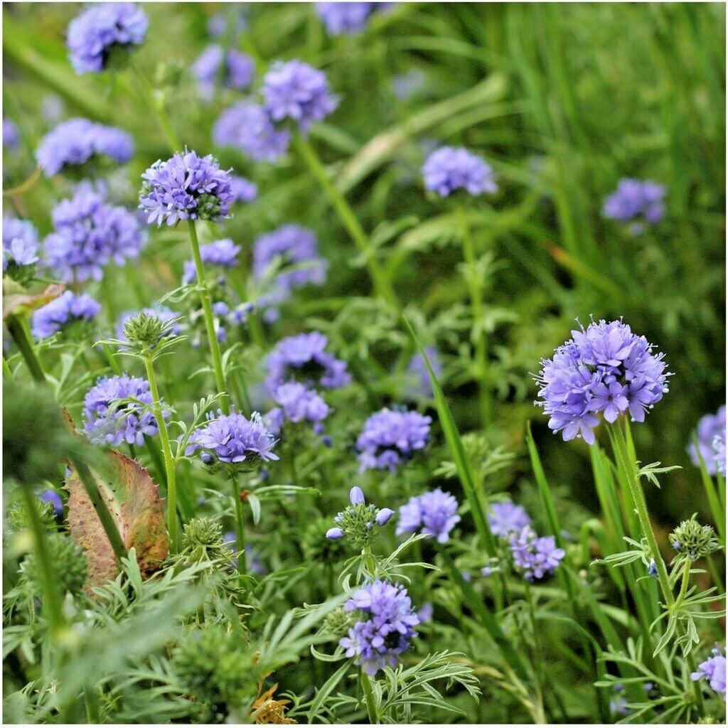 400+GLOBE GILIA THIMBLE Flower Seeds Native Southwest Wildflower Drought Heat