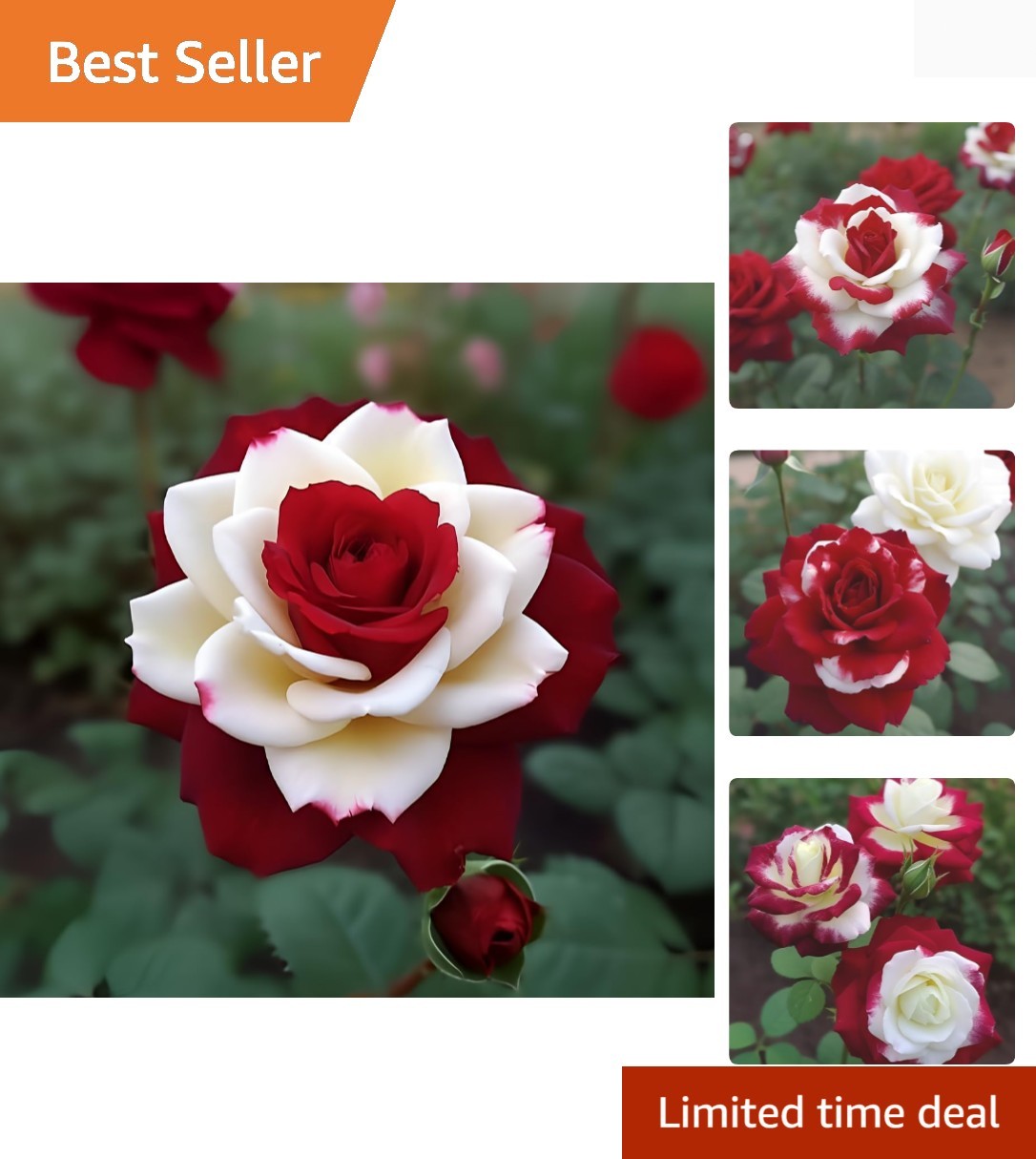 Rare Twin Red White Rose Seeds – 20 Count Heirloom for Enchanting Gardens