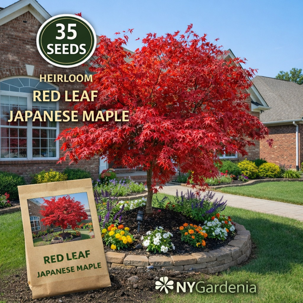 35 Red Leaf Japanese Maple Seeds Heirloom Ornamental Tree Easy Grow