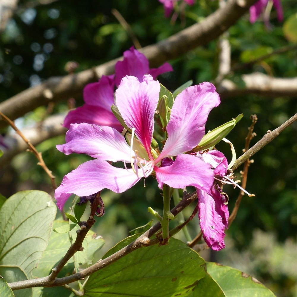 BUTTERFLY ORCHID TREE Bauhinia Purpurea 5,10,20 SEEDS