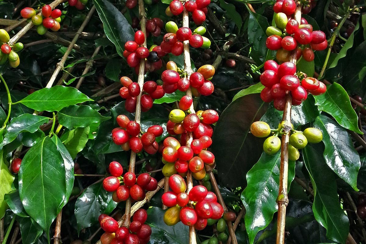 Indonesian Sumatra Coffee Bean Seeds (25) / super rare / Easy