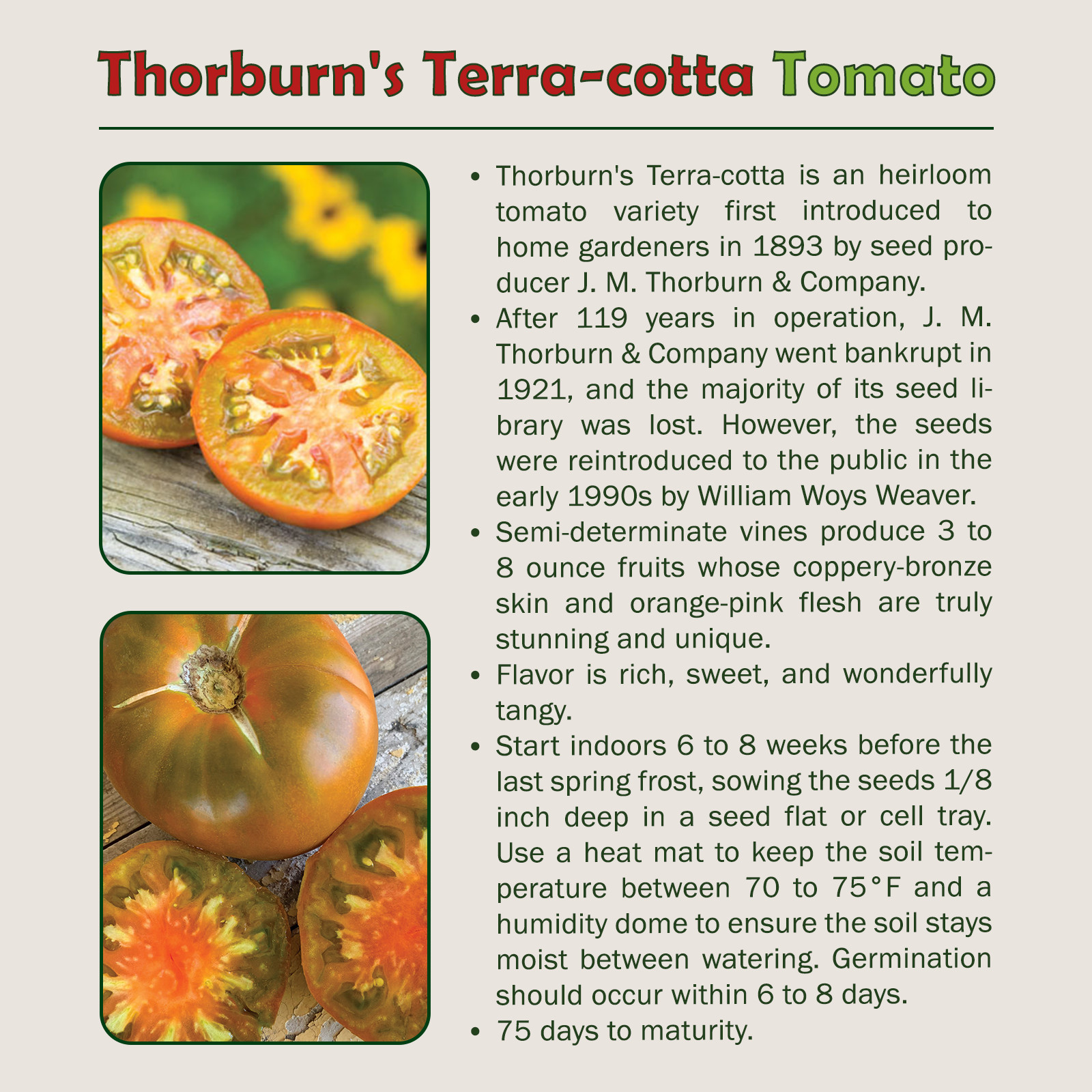 10 Thorburn’s Terra-Cotta Tomato Seeds, Organic, Open-Pollinated, Non-GMO