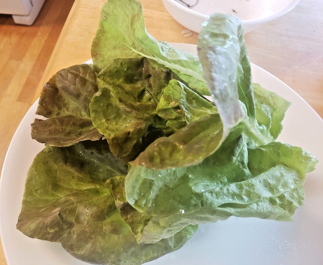 Yugoslavian Red Lettuce (250 Seeds) – Free Shipping, fresh for 2024