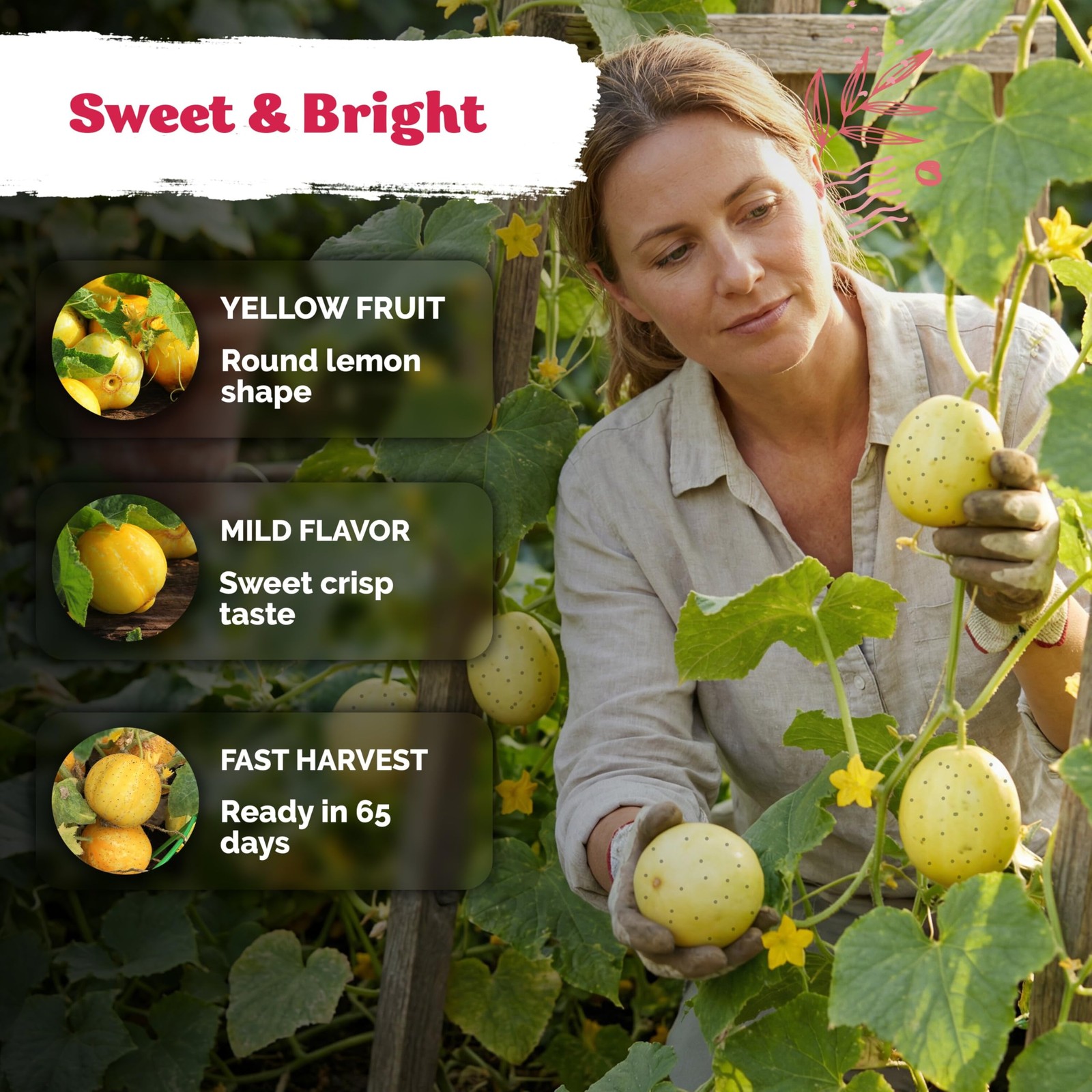 KVITER 75 Lemon Cucumber Seeds Cucumis Sativus Yellow Garden Lemon Seed Pack…
