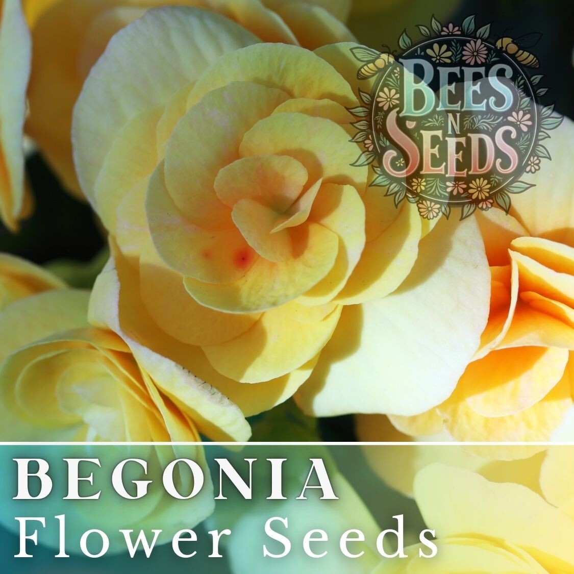 Lemon Glow Begonia Seeds 45 or 125 Seeds Flower, Flower Seeds, Non GMO