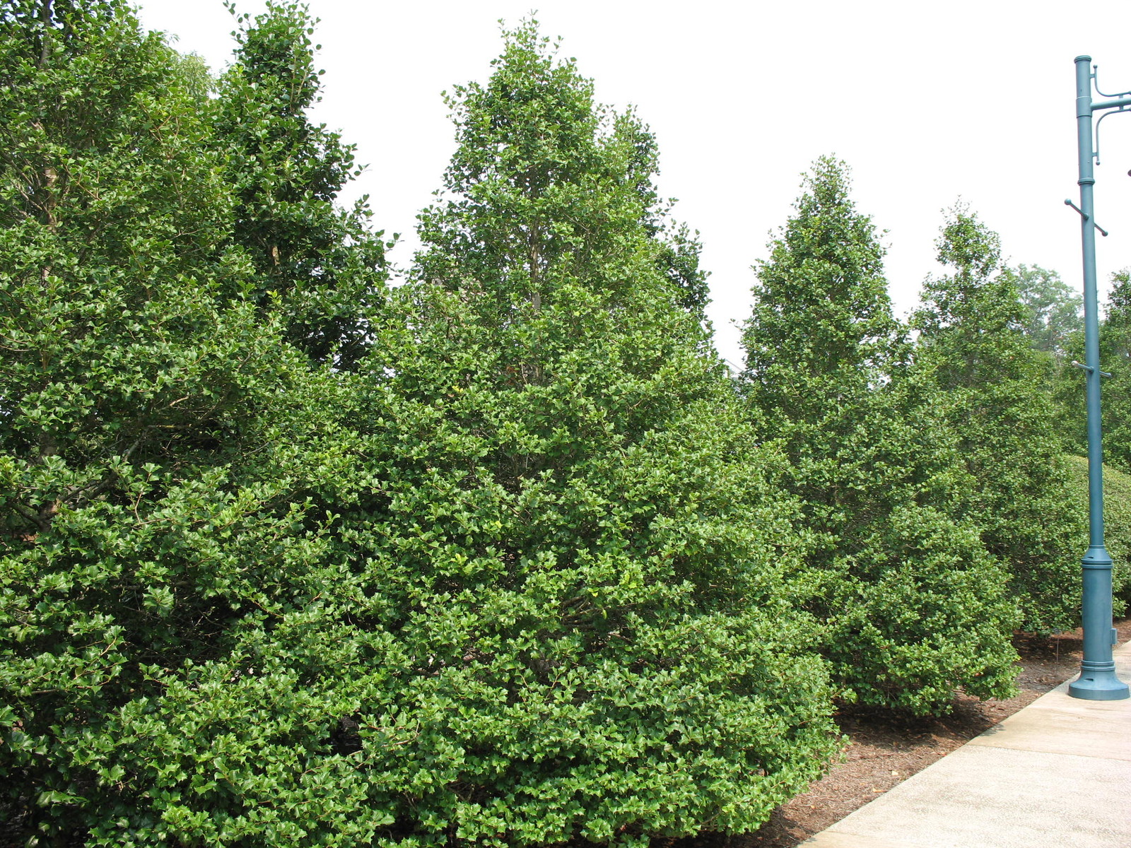 American Holly, Ilex opaca, Tree Seeds