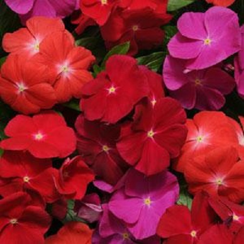40+ FRAGRANT VINCA PACIFICA BOLD FLOWER SEEDS MIX / PERIWINKLE / ANNUAL