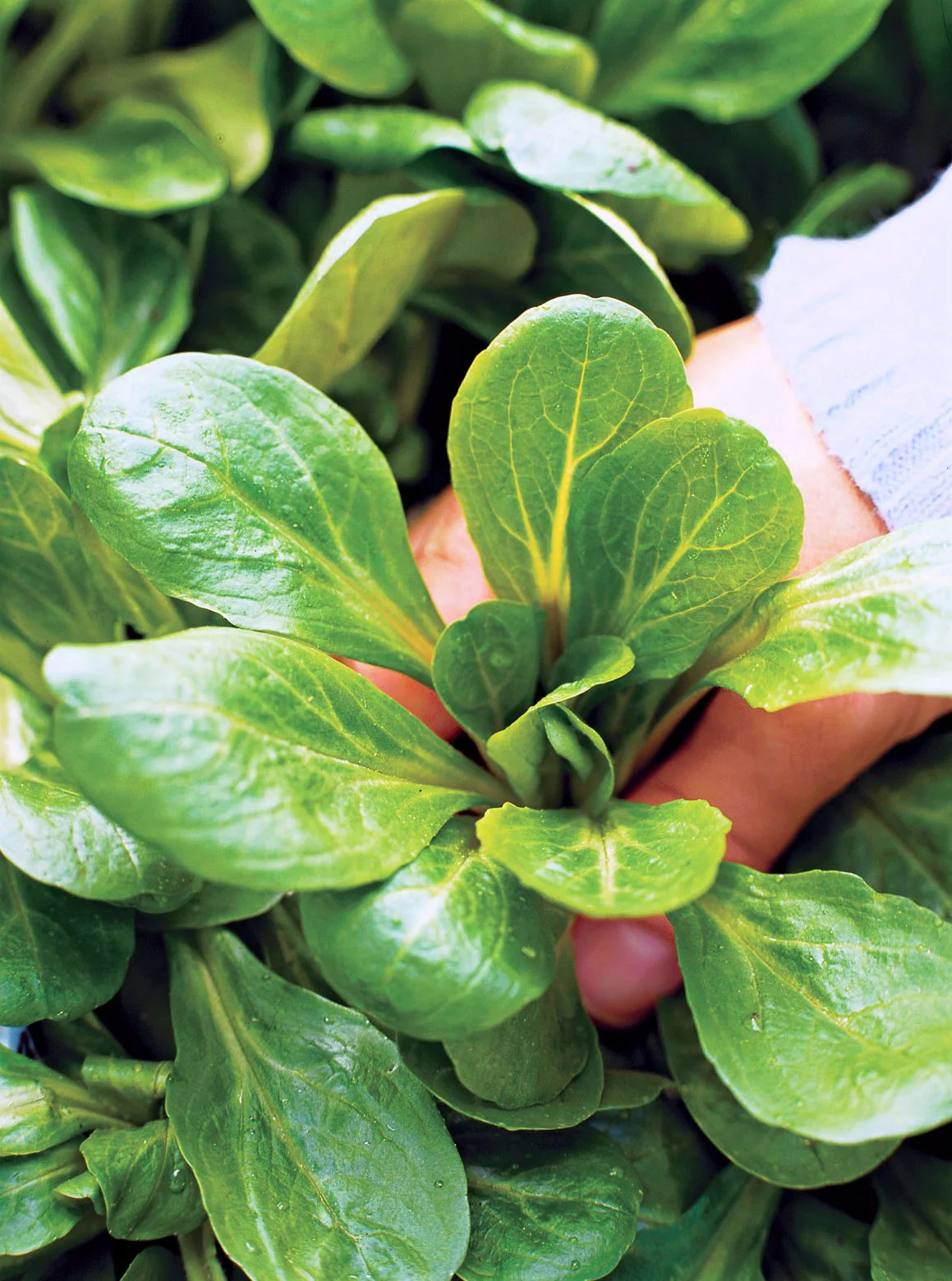 Dutch Corn Salad Seeds (Mache or Lamb’s Lettuce) | Spinach Fall Garden Seed 2024