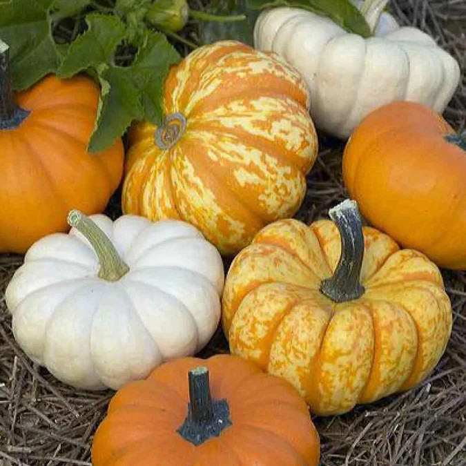 20 Mini Trio Pumpkin Mix Seeds. Organic. USA Seeds. Ships free