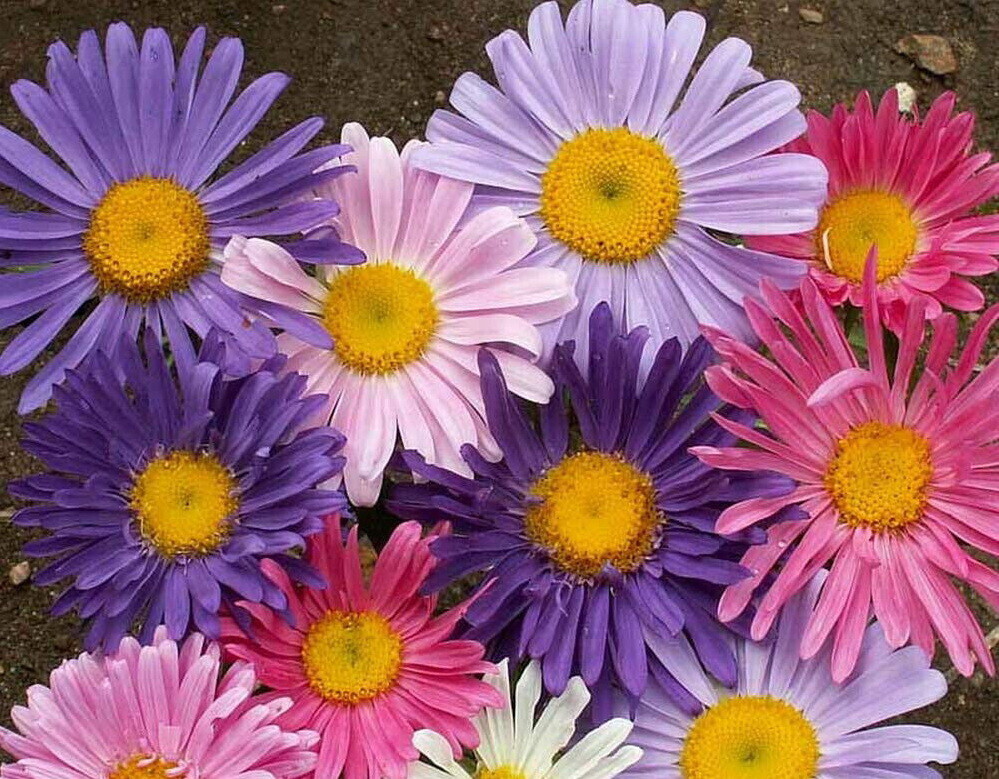 China Aster Single Flower Seeds, Sensation Mix, Callistephus chinensis,FREE SHIP