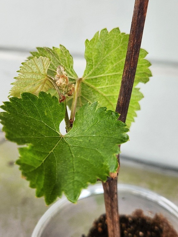 Healthy 2 Live Plant of JAPANESE KYOHO GRAPE Vine Strong Stem & Roots 巨峰葡萄